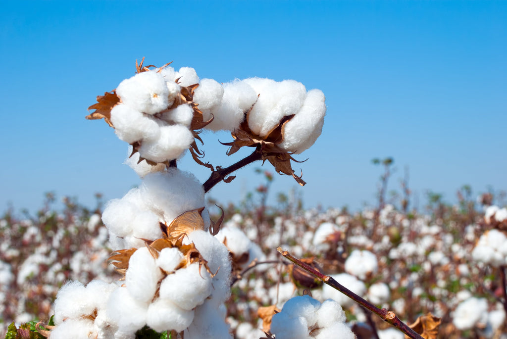 The Benefits of Organic Cotton Baby Clothing Every Parent Should Know